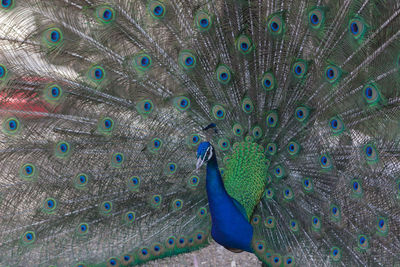 Close-up of peacock