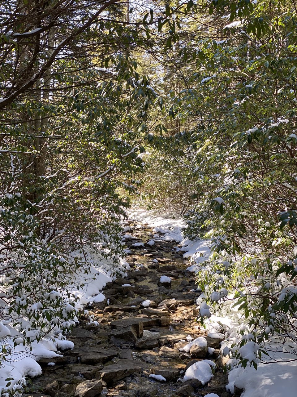 PLANTS GROWING IN STREAM