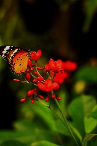 Close-up of butterfly pollinating on red flower