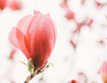 Pink flower tulip tree liriodendron tulipifera close-up