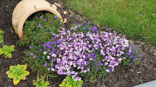 High angle view of purple flowering plants in park