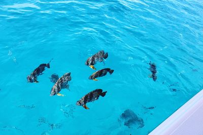 High angle view of fish swimming near our boat 