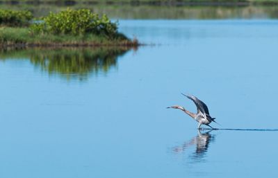 Bird with spread wings in lake