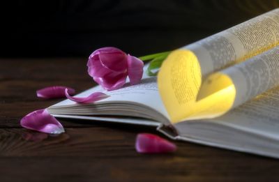 Close-up of pink flower on table