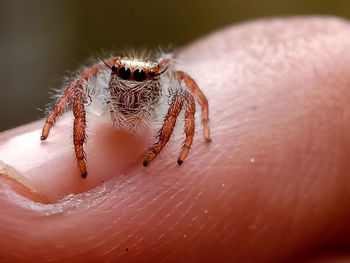 Close-up of spider on hand