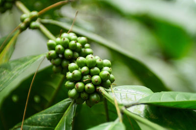 Young coffee cherries