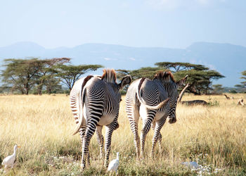 Zebras in a field