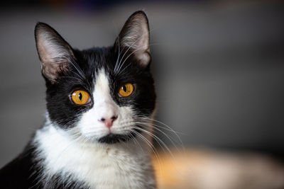 Close-up portrait of cat at home