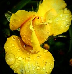 Close-up of water drops on flower