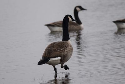 Canada geese swimming on lake