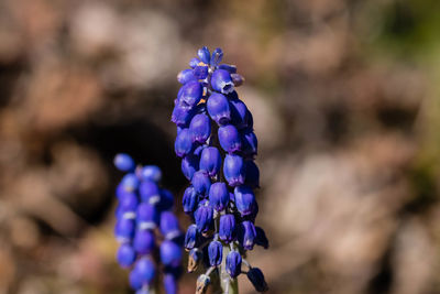 Close-up of purple flowering plant