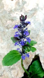 Close-up of purple flowers blooming outdoors