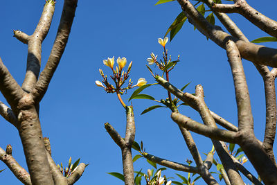 Low angle view of flowering plants against clear blue sky