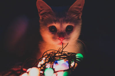 Portrait of cat by illuminated lighting equipment