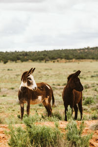 Two wild burros look left with ears pointed in blm land of utah