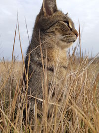 Cat in a field