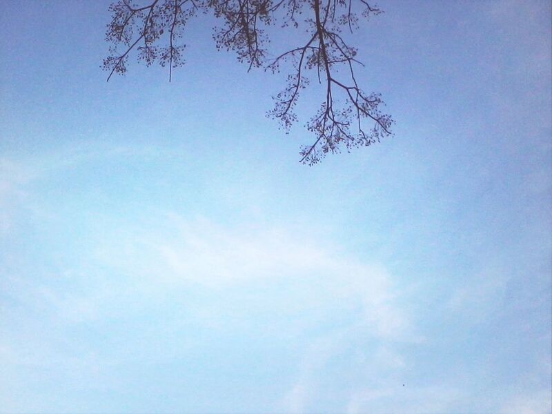 low angle view, tree, blue, sky, tranquility, beauty in nature, nature, branch, scenics, tranquil scene, growth, cloud - sky, day, bare tree, outdoors, cloud, no people, clear sky, idyllic, sunlight