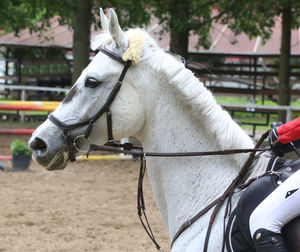 Close-up of horse