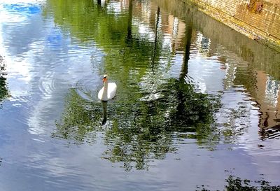 Swan swimming on lake