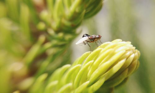 Close-up of insect on plant