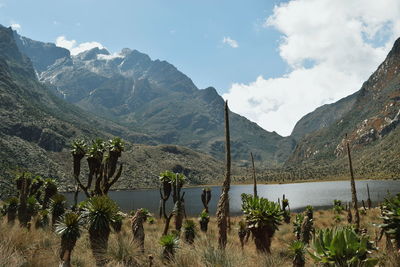  scenic lake against mountain, lake bujuku against the background of mt. stanley, rwenzori mountains 