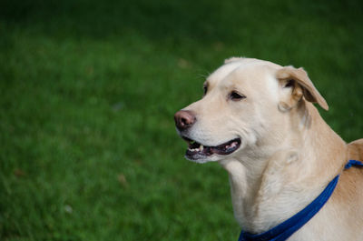 Close-up of dog looking away on field