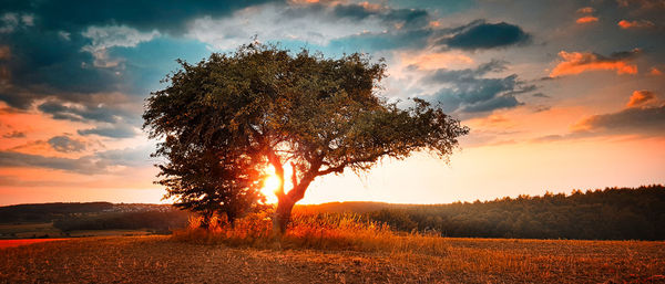 Sunlight streaming through trees on field during sunset