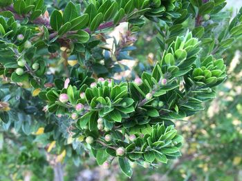 Close-up of fresh green plant