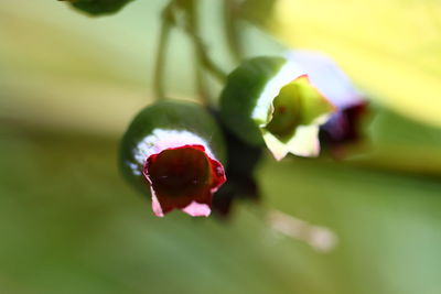 Close-up of red berries on plant