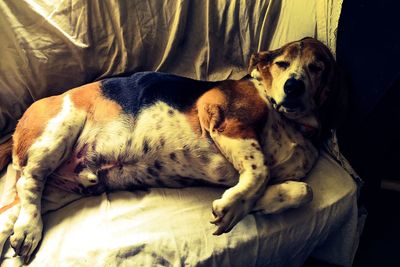 Close-up of a dog sleeping