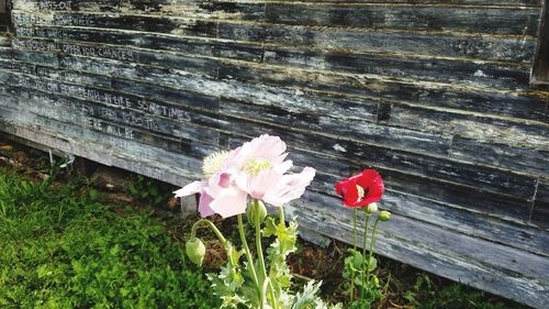 Close-up of flowers blooming outdoors