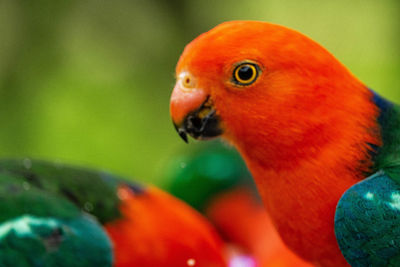 Close-up of parrot