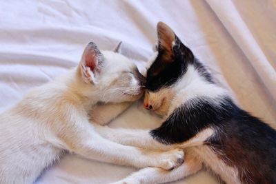 Cat sleeping on bed