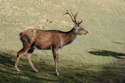 View of deer on field