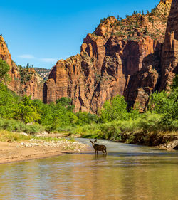 Deer standing in river