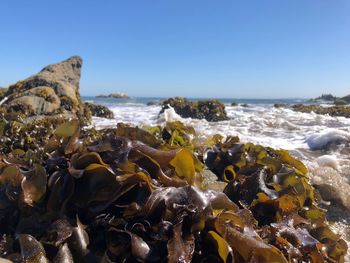 Scenic view of sea against clear sky