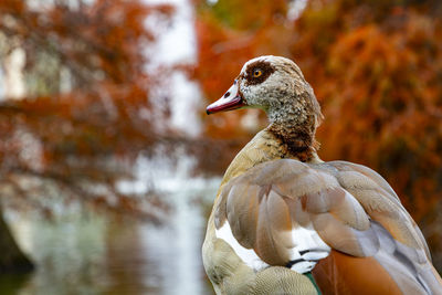 Close-up of duck