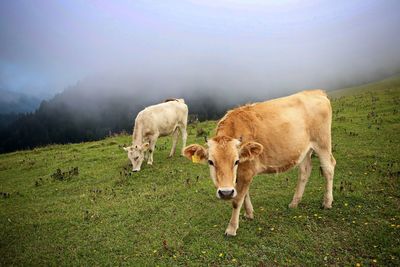 Cows grazing on field against sky