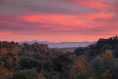 Scenic view of forest against orange sky