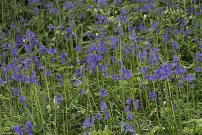 Close-up of purple lavender flowers on field