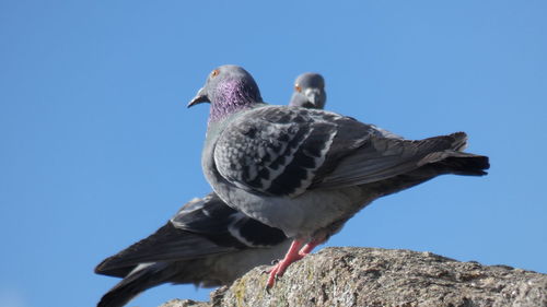 Low angle view of bird perching against clear sky