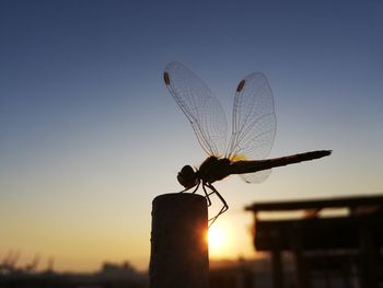 Low angle view of insect against sky during sunset