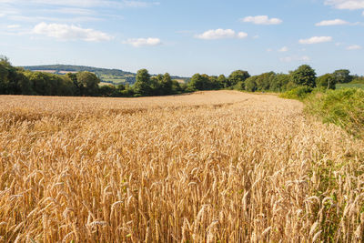 Scenic view of wheat field against sky