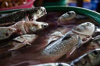 Close-up of fish for sale in market