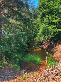 Plants growing on land in forest
