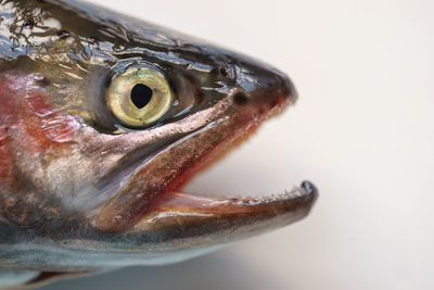 Fresh rainbow trout close-up