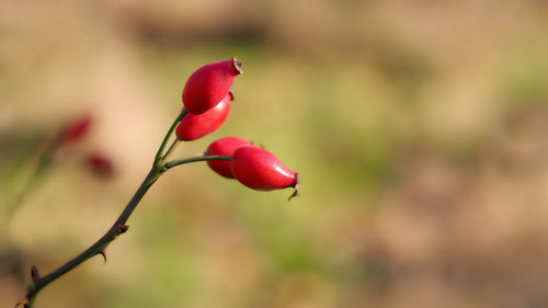 Close-up of red flower