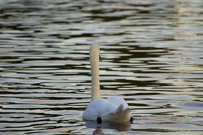 Swan swimming in lake