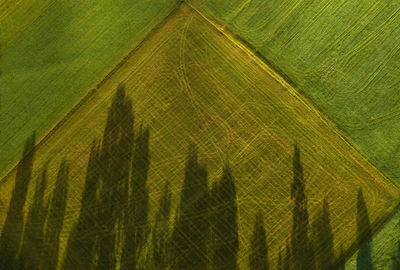 Austria, upper austria, hausruckviertel, drone view of trees casting shadow on green mowed field