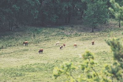 Flock of sheep grazing on field